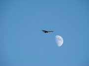 20th Jun 2012 - Over the moon
