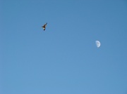 19th Jun 2012 - Fly me to the moon