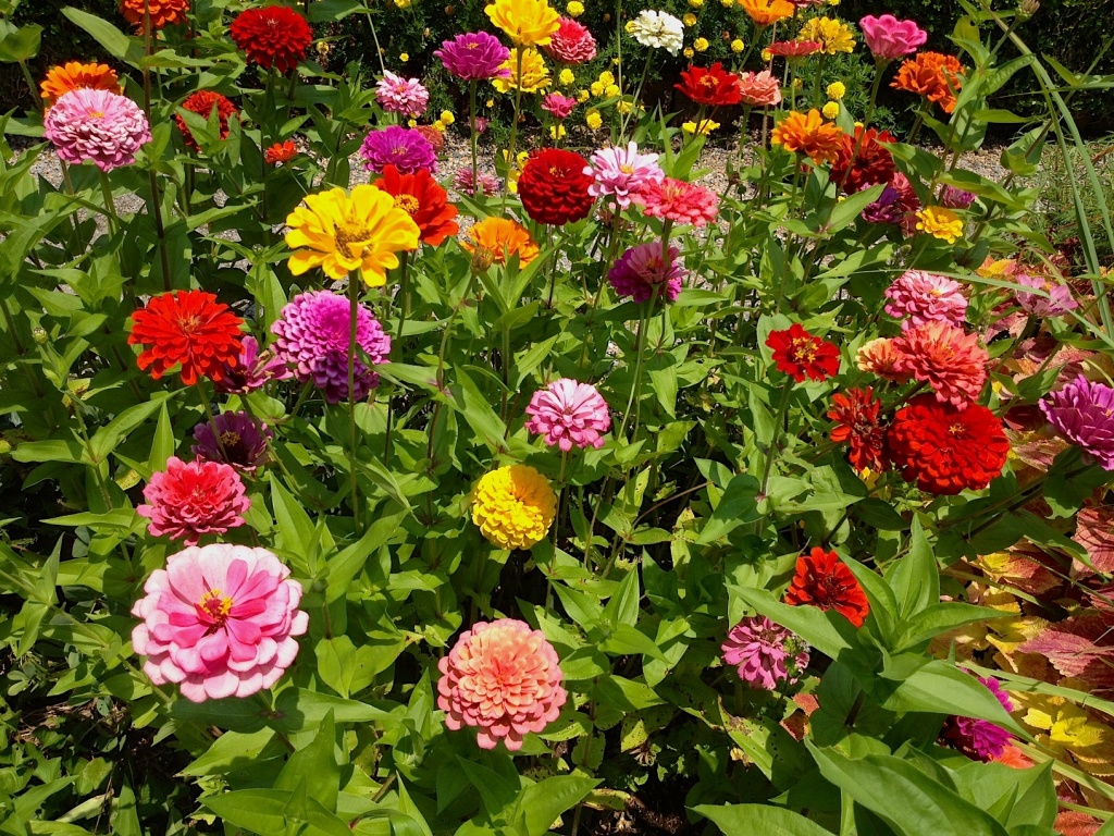 There is nothing that says "Summer" like a bed of zinnias by congaree