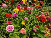 28th Jun 2012 - There is nothing that says "Summer" like a bed of zinnias