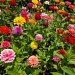 There is nothing that says "Summer" like a bed of zinnias by congaree