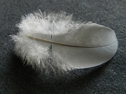 28th Jun 2012 - Feather