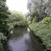River Wandle  by oldjosh