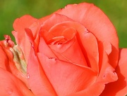 10th Jun 2012 - Water droplets on rose petals...