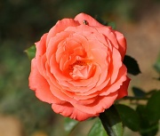 11th Jun 2012 - Rose...