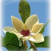 sun-kissed magnolia by mjmaven