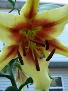 26th Jun 2012 - It finally blooms