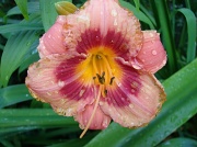 23rd Jun 2012 - another day lily