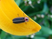 27th Jun 2012 - Lily Lightning