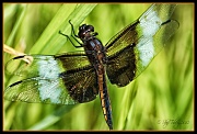 28th Jun 2012 - Male Widow Skimmer Dragonfly