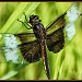Male Widow Skimmer Dragonfly by skipt07