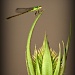 My First Dragonfly by digitalrn