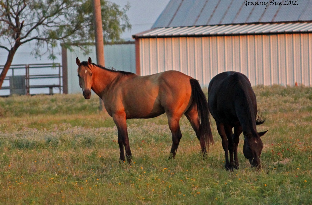 Horses of different colors by grannysue