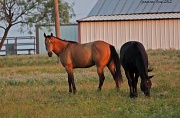 28th Jun 2012 - Horses of different colors