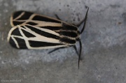 28th Jun 2012 - “Harnessed [Tiger] Moth”