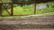 28th Jun 2012 - The lower garden