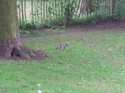 26th Jun 2012 - Grey Squirrel on Dykes field