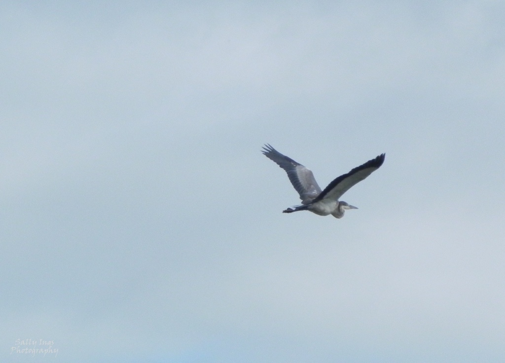 Heron Flying by salza