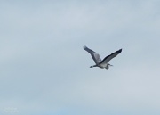 29th Jun 2012 - Heron Flying