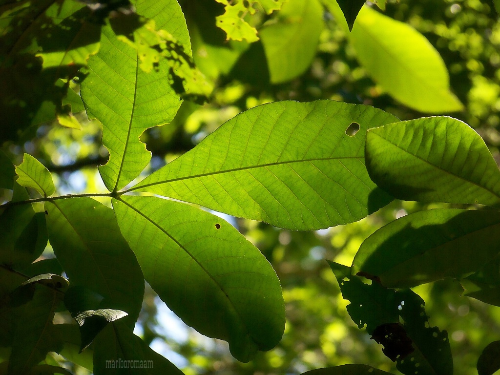 Mocker nut tree leaves... Best viewed large, if you will. by marlboromaam