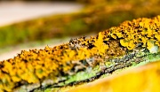 29th Jun 2012 - lichen