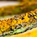 lichen by peadar