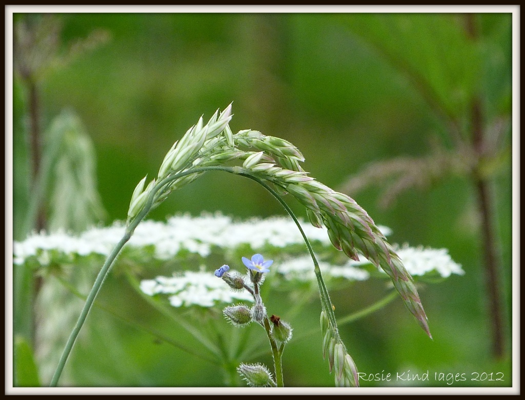 Wild flowers in the meadow by rosiekind