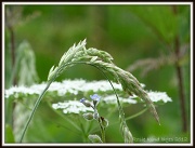 29th Jun 2012 - Wild flowers in the meadow