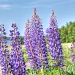 More Lupins by lynne5477