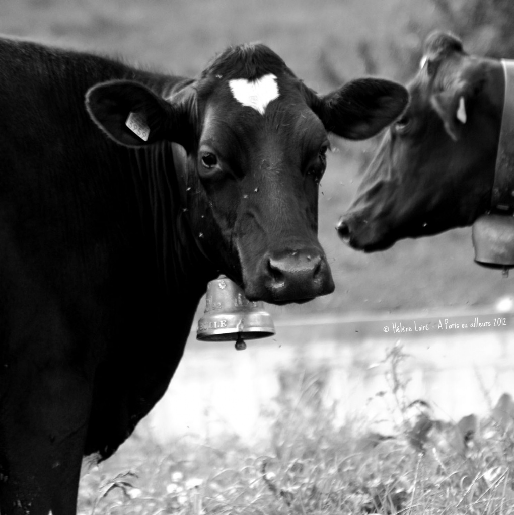 Swiss cow by parisouailleurs