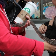 29th Jun 2012 - Starbucks and A Snake Make For A Good Day At The Market!