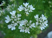 20th Jun 2012 - Cilantro blooms