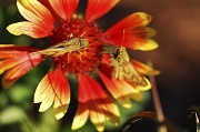 28th Jun 2012 - Blanket Flower