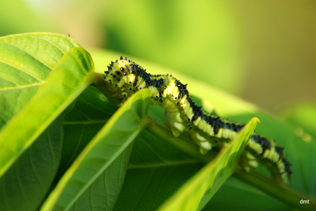 Caterpillar by danette