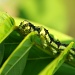 Caterpillar by danette