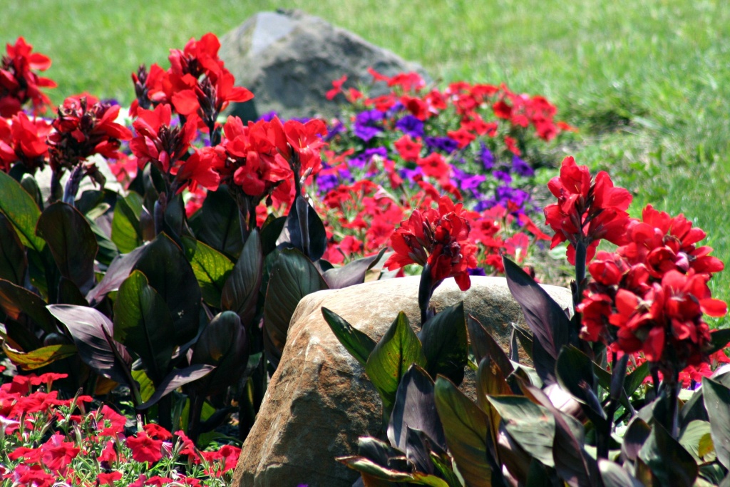 Colorful Rock Garden by digitalrn