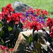 Colorful Rock Garden by digitalrn