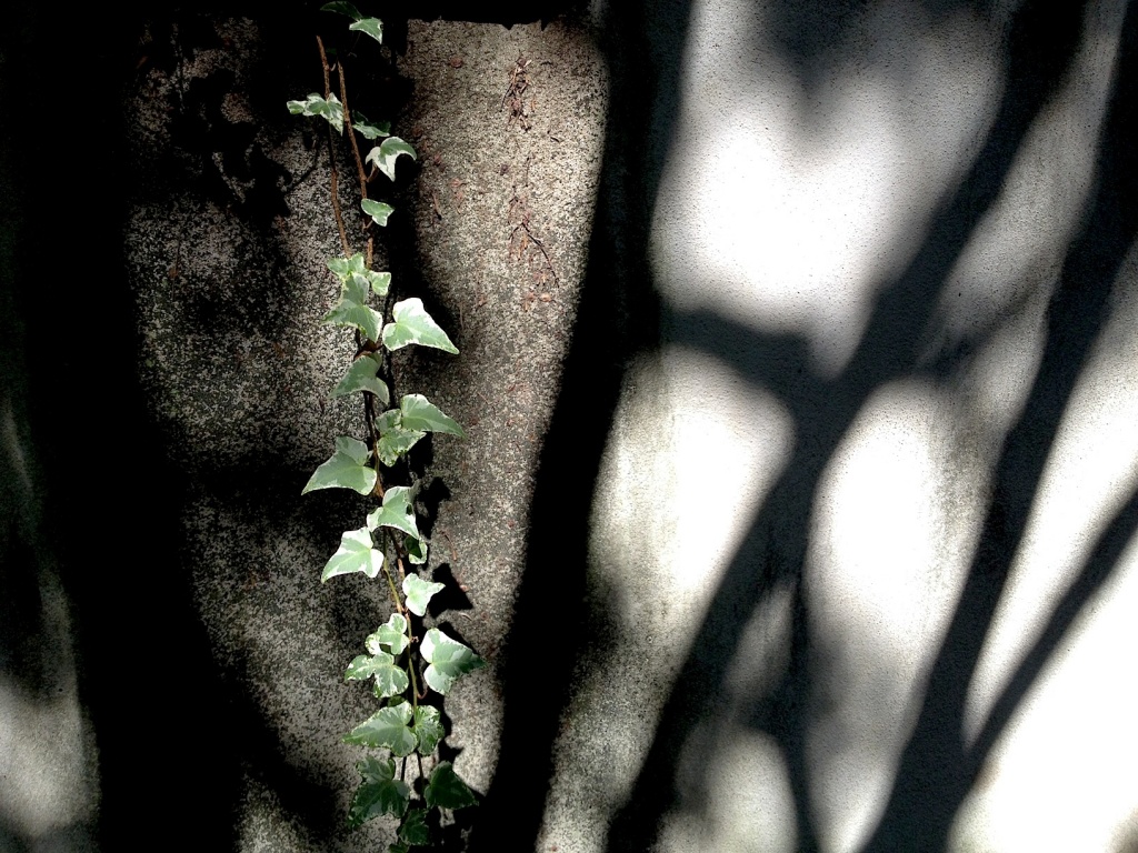 Ivy and shadow on wall by congaree