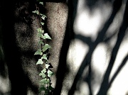 29th Jun 2012 - Ivy and shadow on wall