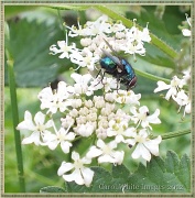 30th Jun 2012 - Fly And Cow Parsley