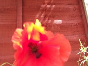 30th Jun 2012 - sunlit poppy