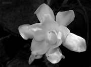 1st Jul 2012 - Gardenia...