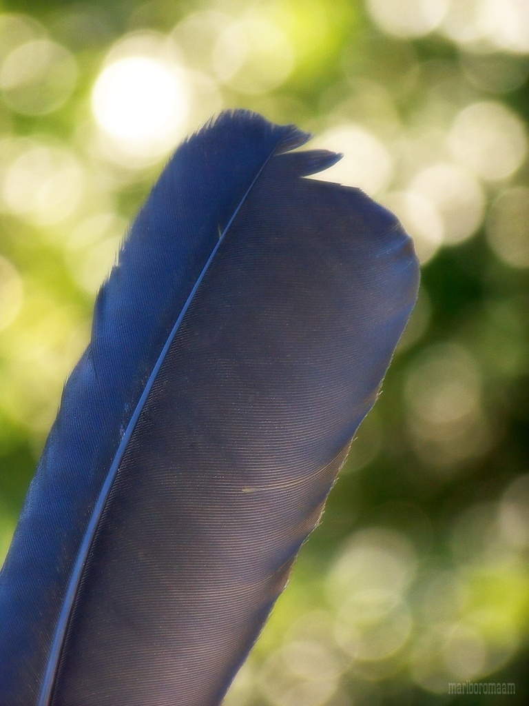 Feather... by marlboromaam