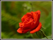 30th Jun 2012 - Another orange rose