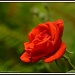 Another orange rose by rosiekind