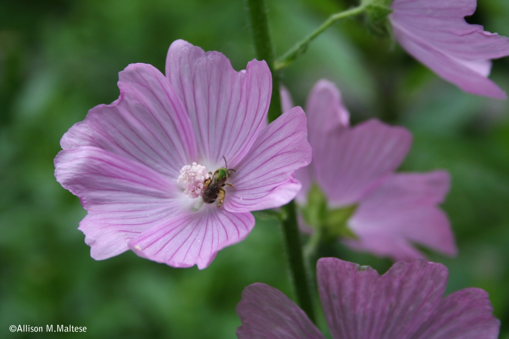 Pink Musk Mallow by falcon11