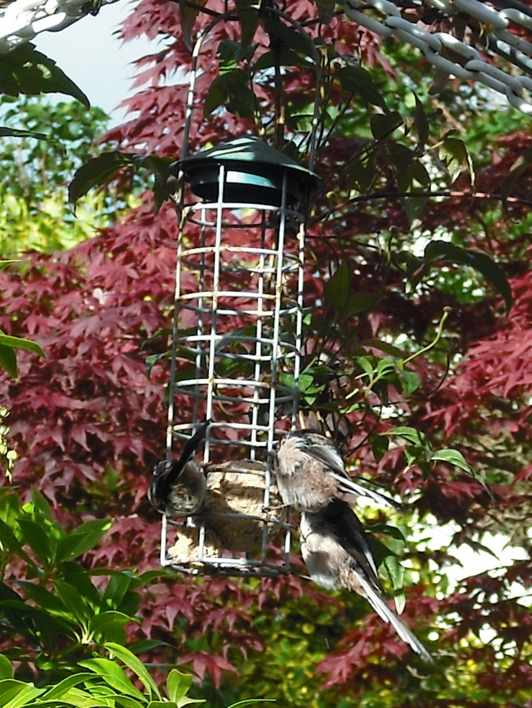 Long tailed tits on our feeder by jennymdennis