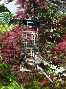 30th Jun 2012 - Long tailed tits on our feeder