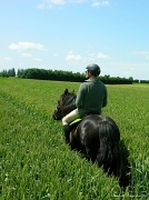30th Jun 2012 - In the wheat field