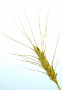1st Jul 2012 - Wheat